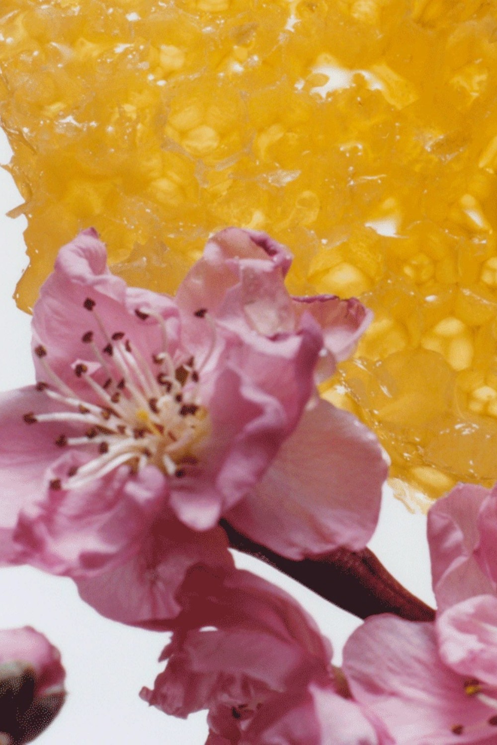 תמונת תקריב של Nectarine Blossom & Honey Cologne 30 ML