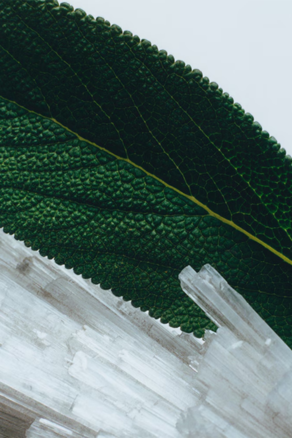 תמונת תקריב של Wood Sage&Sea Salt Cologne 100 ML