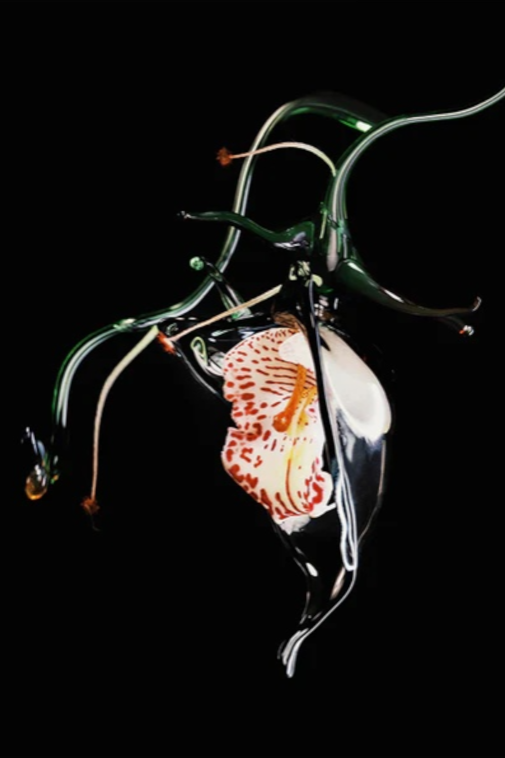 תמונת פנים של Gypsy Water Absolu de Parfum 50ML