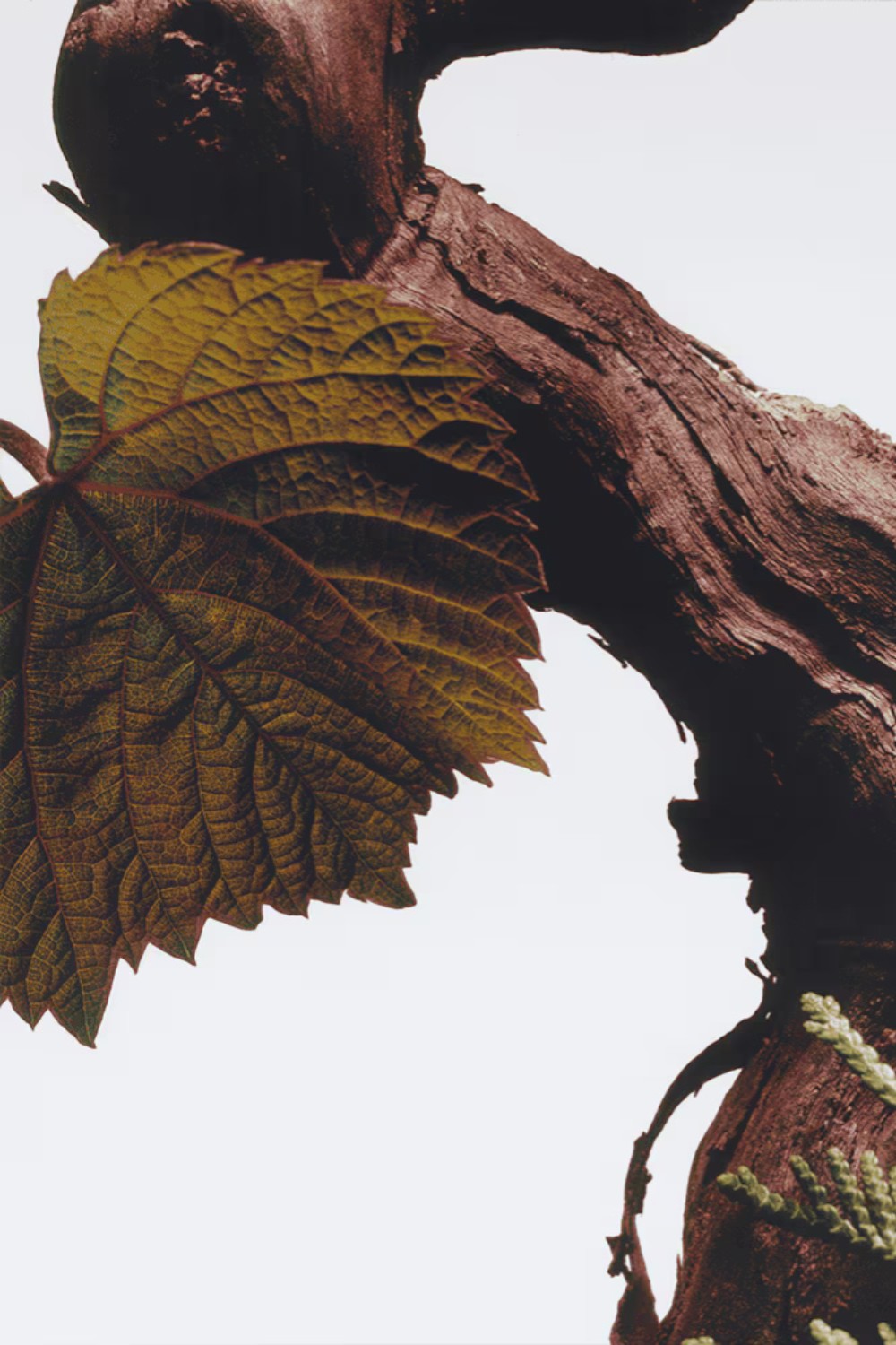 תמונת פנים של Cypress & Grapevine Body & Hand Wash 250 ml