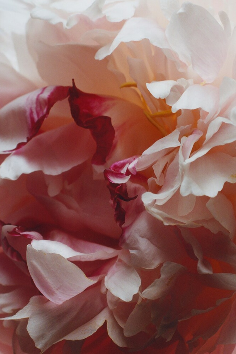 תמונת תקריב של Peony&Blush Suede Cologne 30 ML