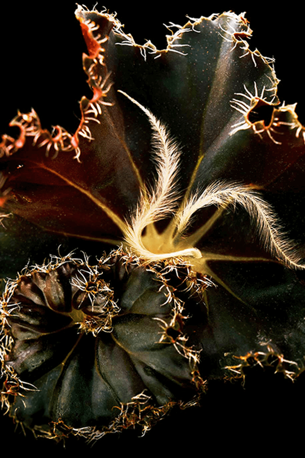 Mojave Ghost Absolu de Parfum 100 ML Mojave Ghost Absolu de Parfum 100 ML