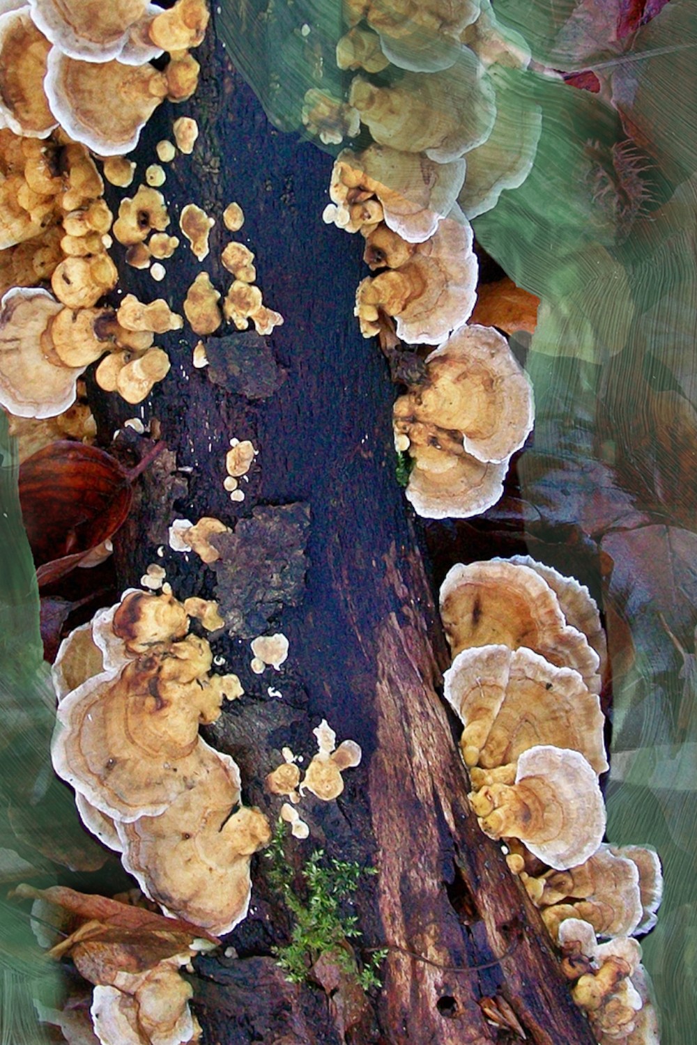 תמונת פנים של Oud Immortel 50ml Eau de Parfum