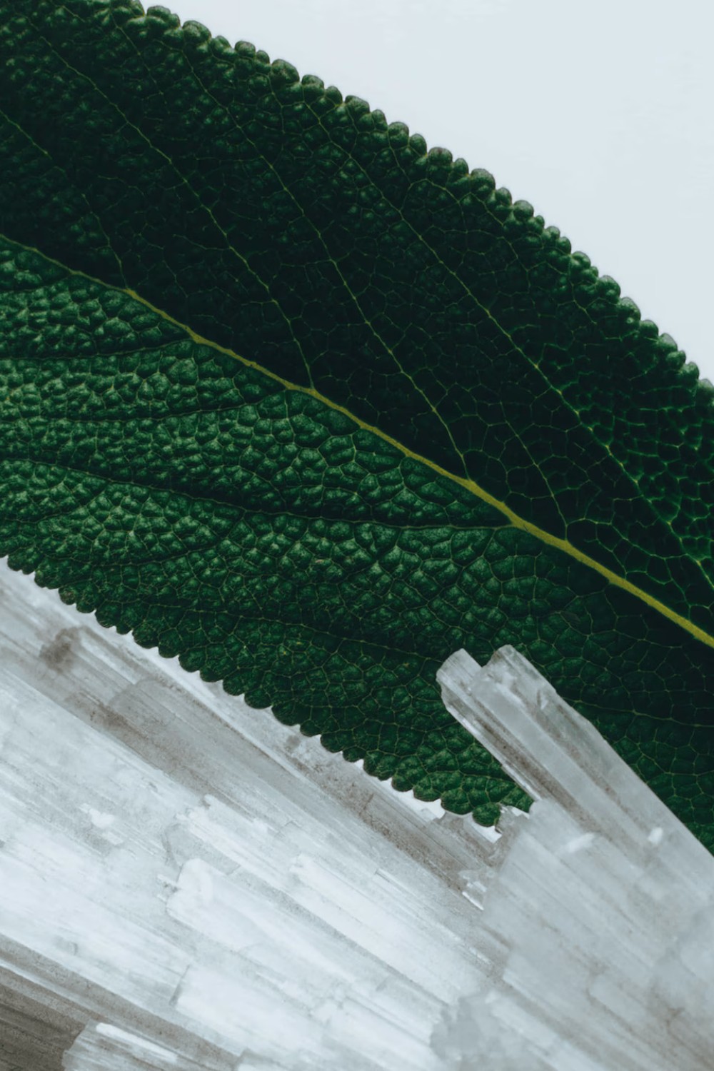 תמונת תקריב של Wood Sage&Sea Diffuser 165 ML