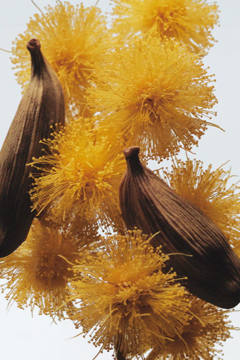 תמונת תקריב של Mimosa&Cardamom Cologne 100 ML