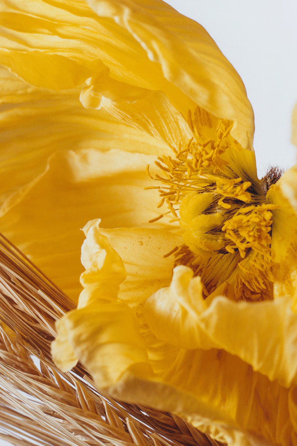 תמונת תקריב של Poppy&Barley Cologne 30 ML