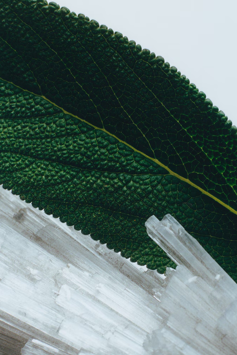 תמונת תקריב של Wood Sage&Sea Salt Body&Hand Lotion 250 ML