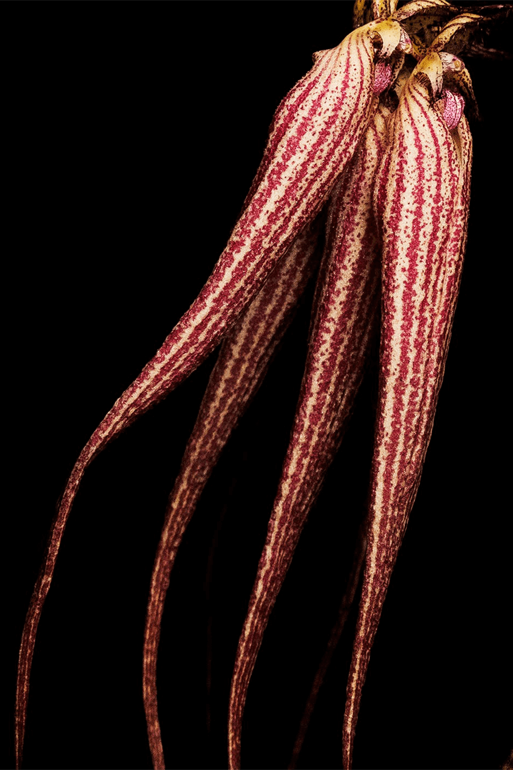 תמונת פנים של Bal dAfrique Absolu de Parfum 100ml