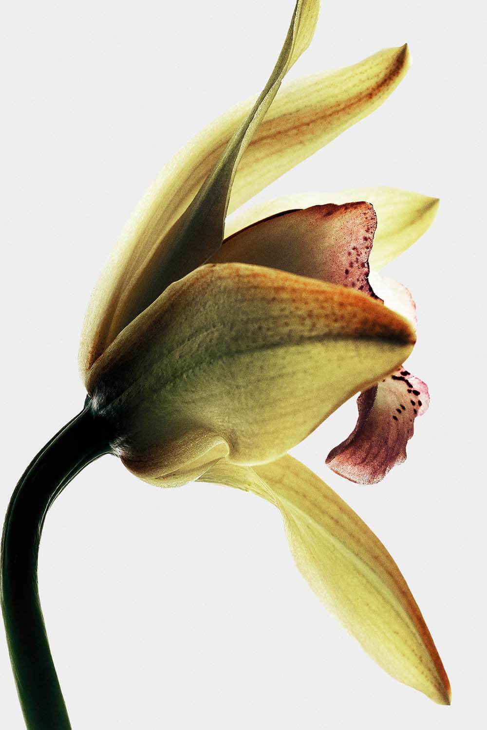 תמונת תקריב של Loewe Roasted Vanilla Eau de Parfum 100 ml