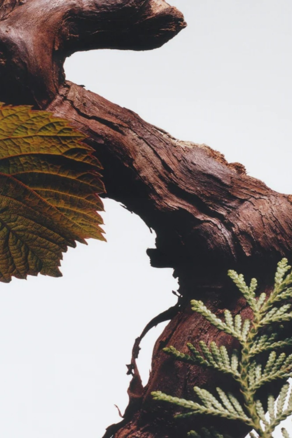 תמונת תקריב של Cypress&Grapevine Cologne Intense 50 ML