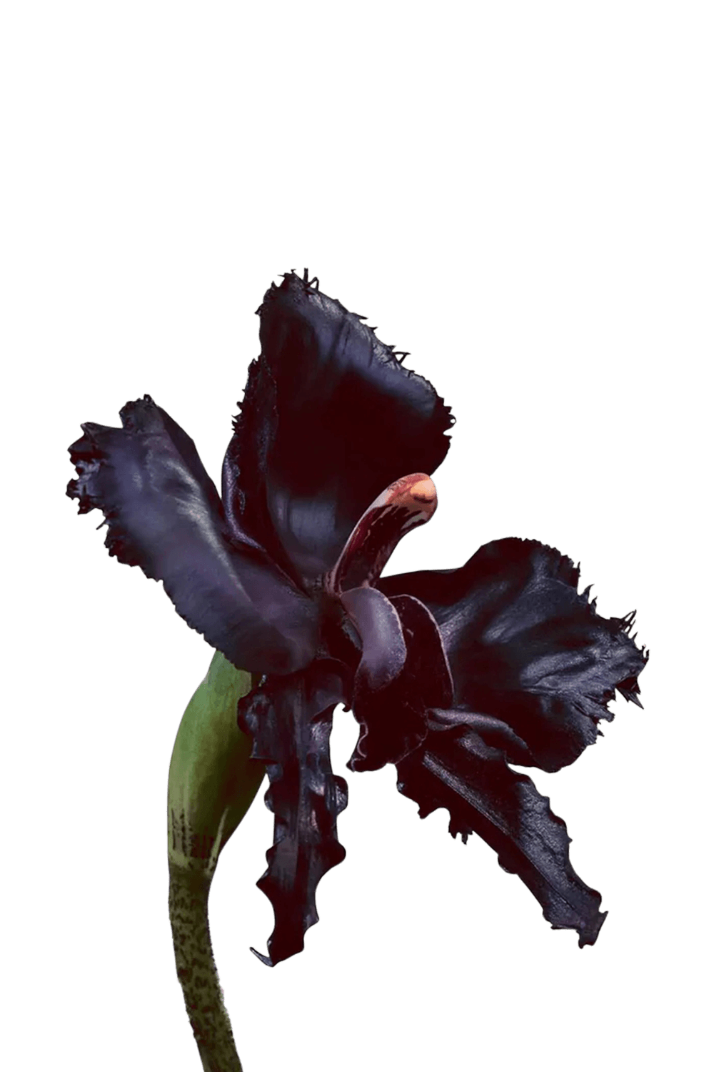 תמונת תקריב של Black Orchid Reserve 50 ML