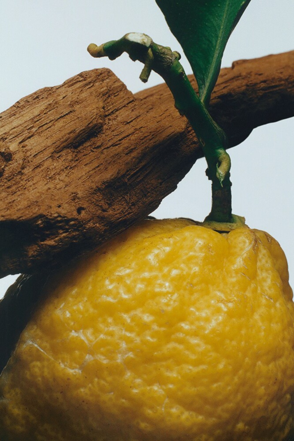 תמונת תקריב של Oud&Bergamot Cologne Intense 50 ml