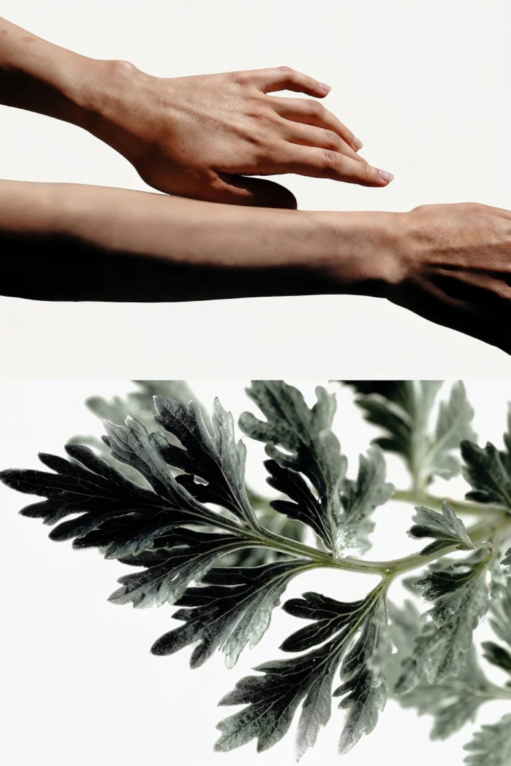 תמונת תקריב של Absinthe Eau de Parfum 30 ml