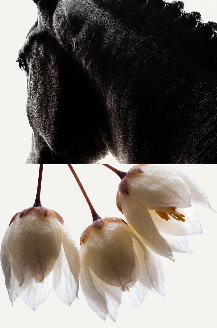 Styrax Eau de Parfum &ndash; 100 ml