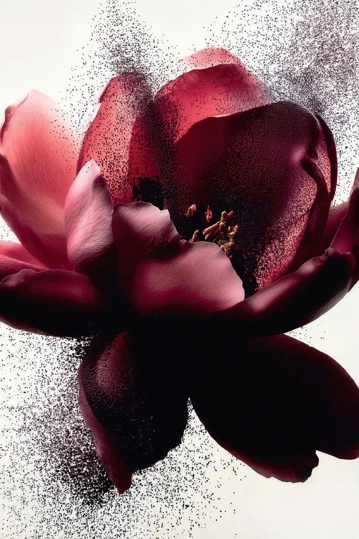 תמונת תקריב של Rose Eau de Parfum 100 ml