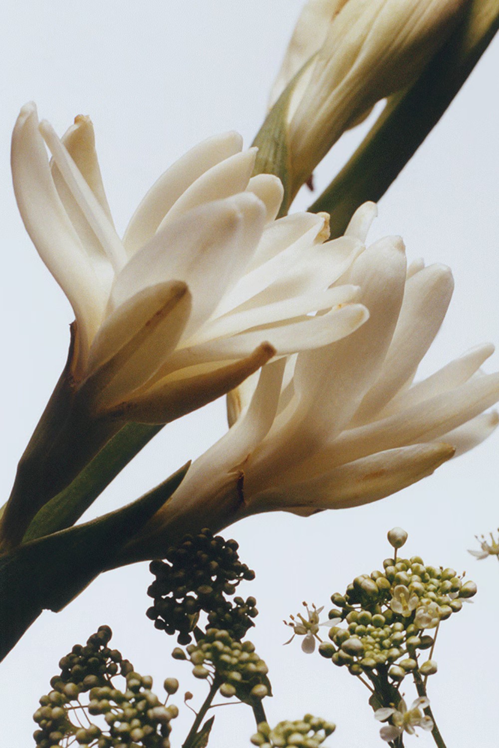 תמונת תקריב של Tuberose&Angelica Body Creme Intense 200 ML