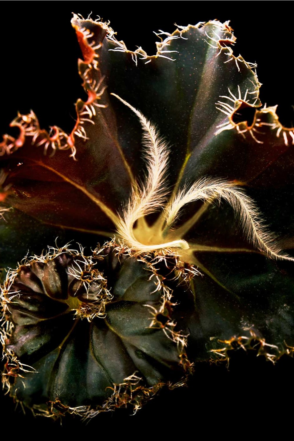 תמונת פנים של Mojave Ghost Eau de Parfum 50 ml